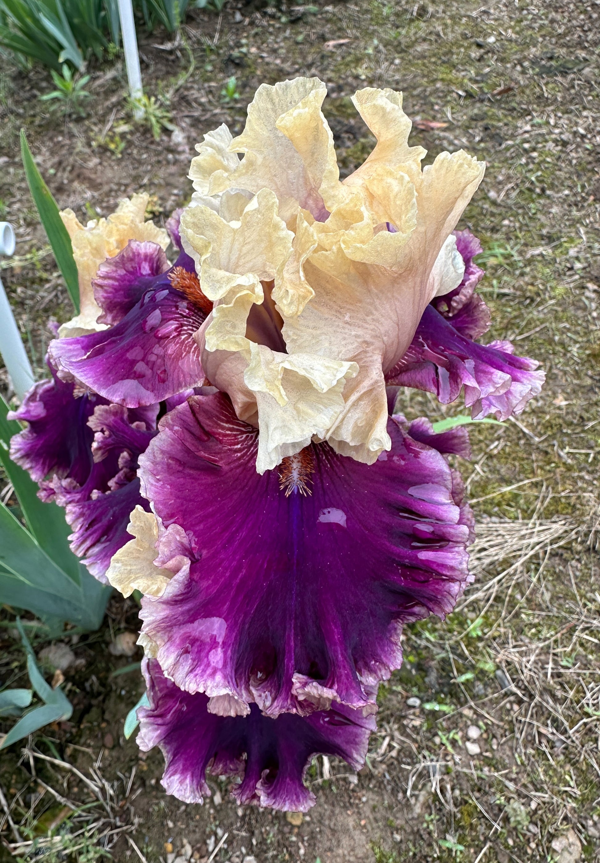 The flower Hold My Hand - Tall Bearded Iris (TB)