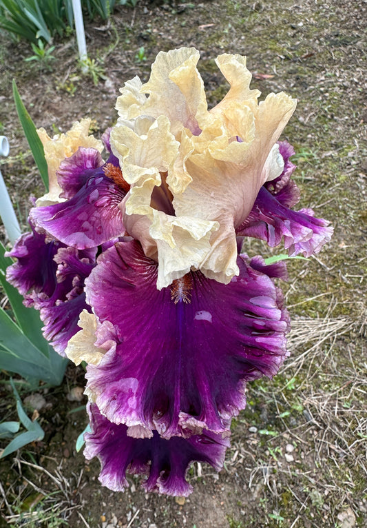 The flower Hold My Hand - Tall Bearded Iris (TB)