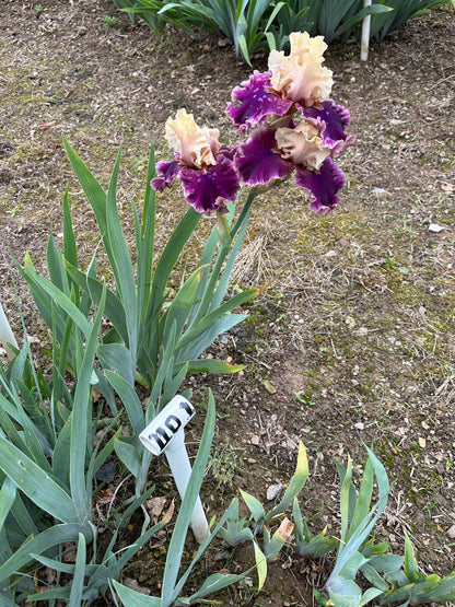 The flower Hold My Hand - Tall Bearded Iris (TB)