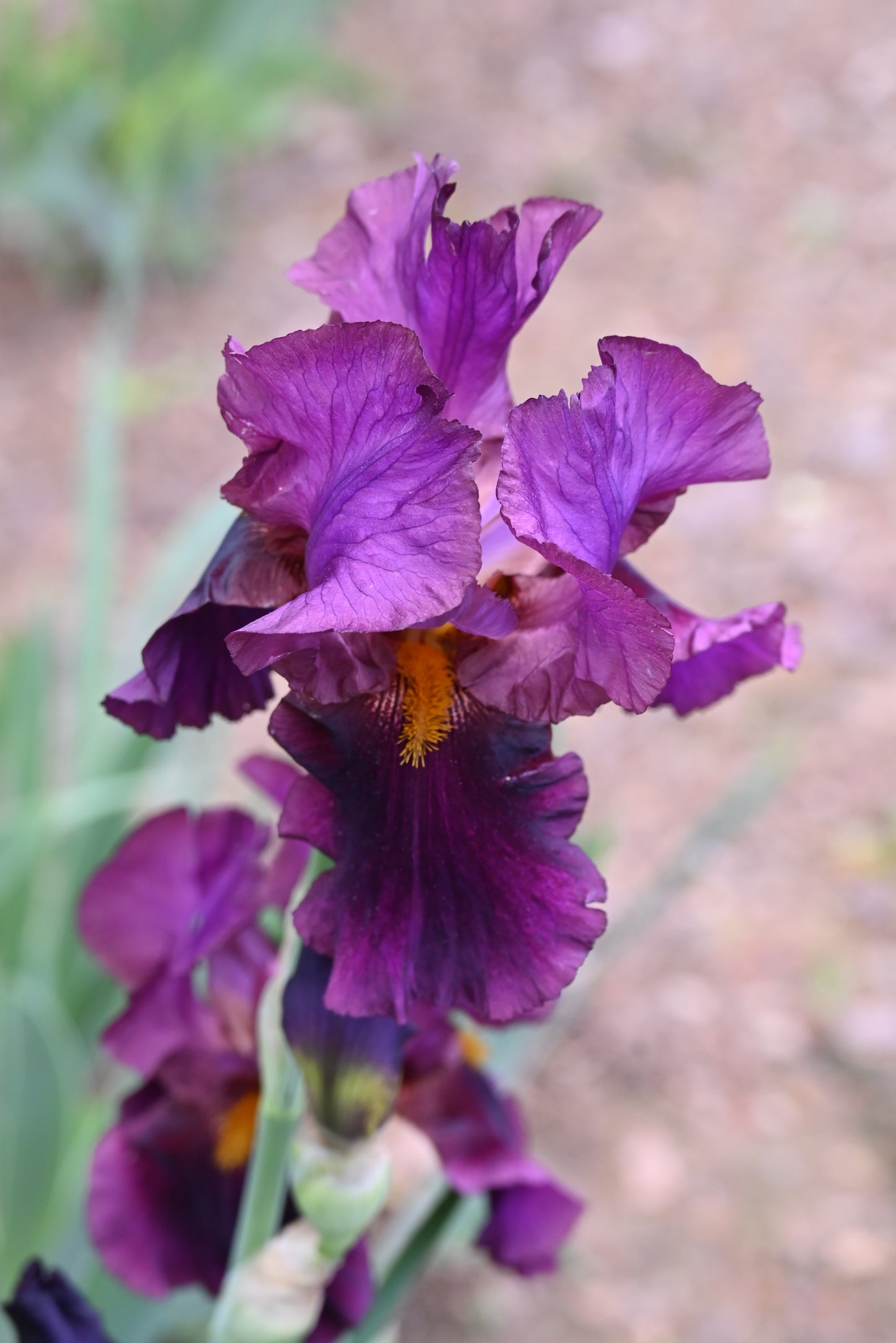 The flower Cranberry Velvet - Tall Bearded Iris (TB)