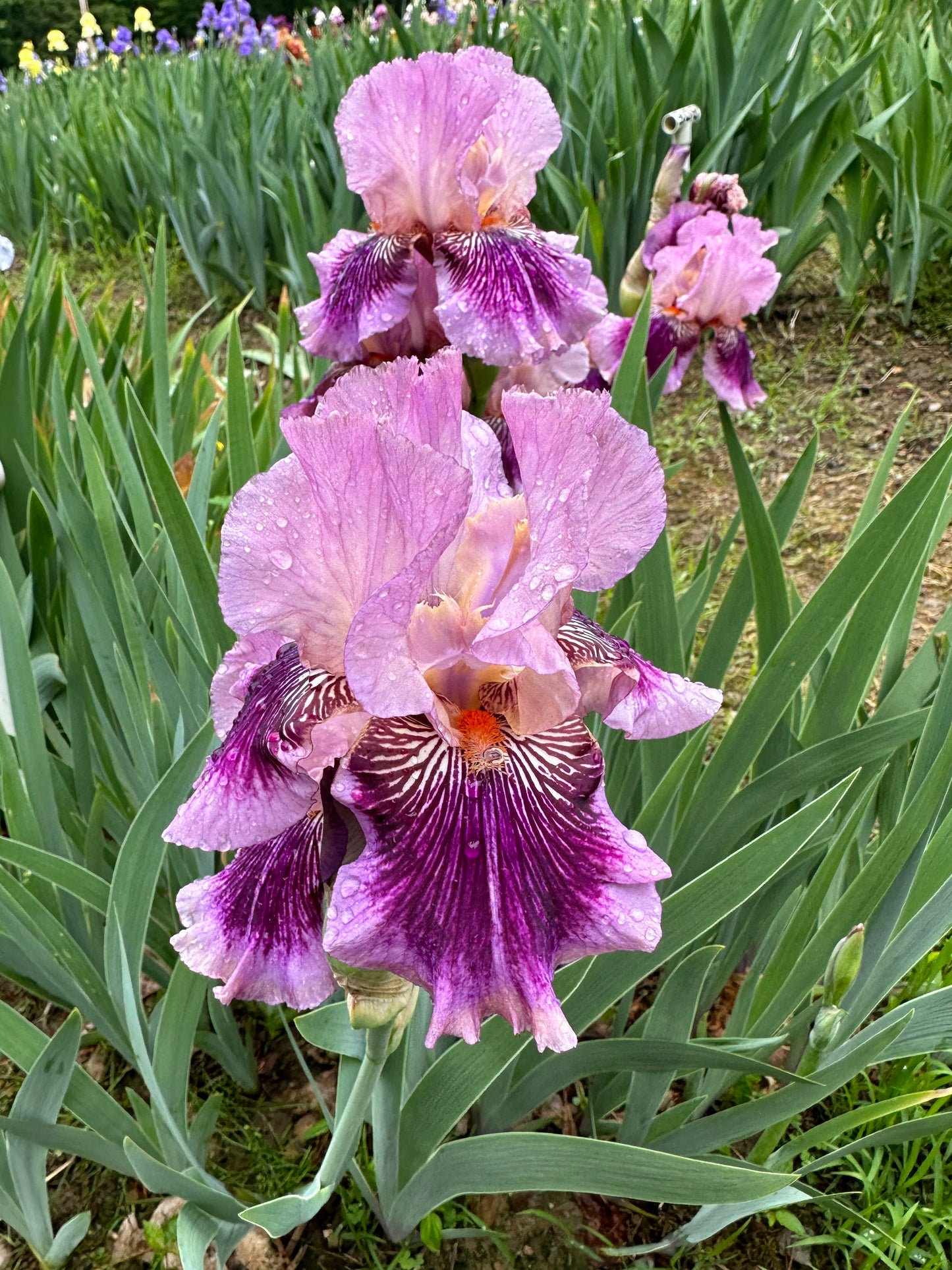 The flower Plum Pretty Whiskers - Tall Bearded Iris (TB)