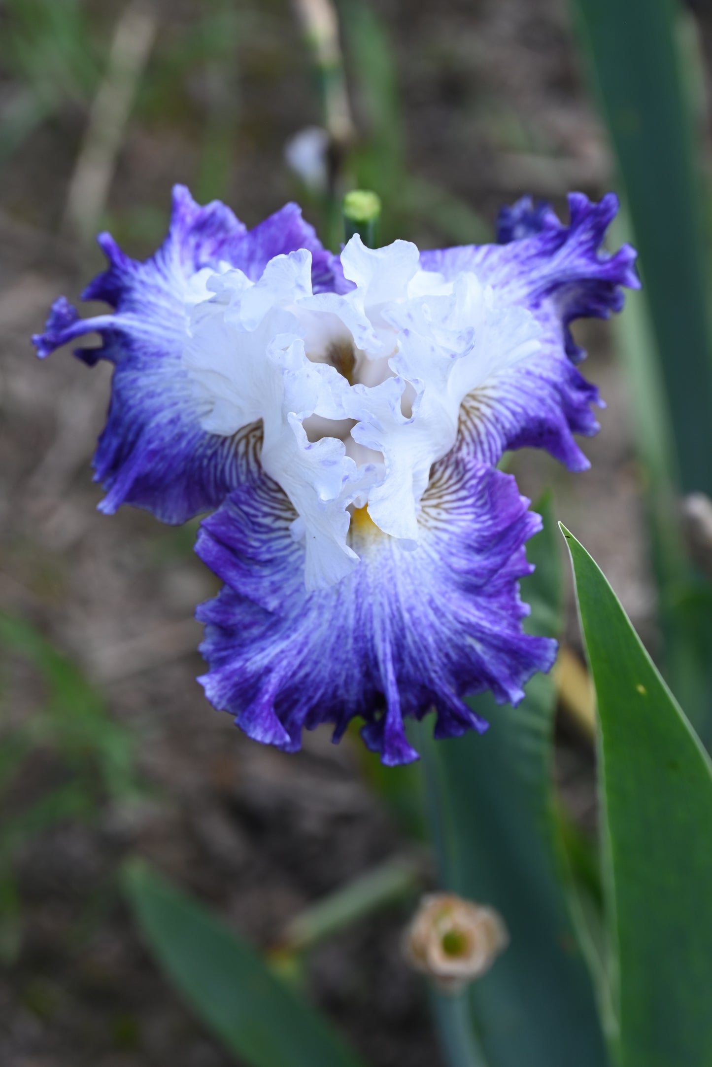 The flower Cold Creek - Tall Bearded Iris (TB)