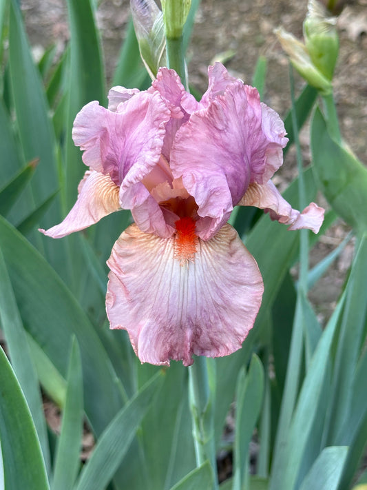 The flower Wanted - Tall Bearded Iris (TB)