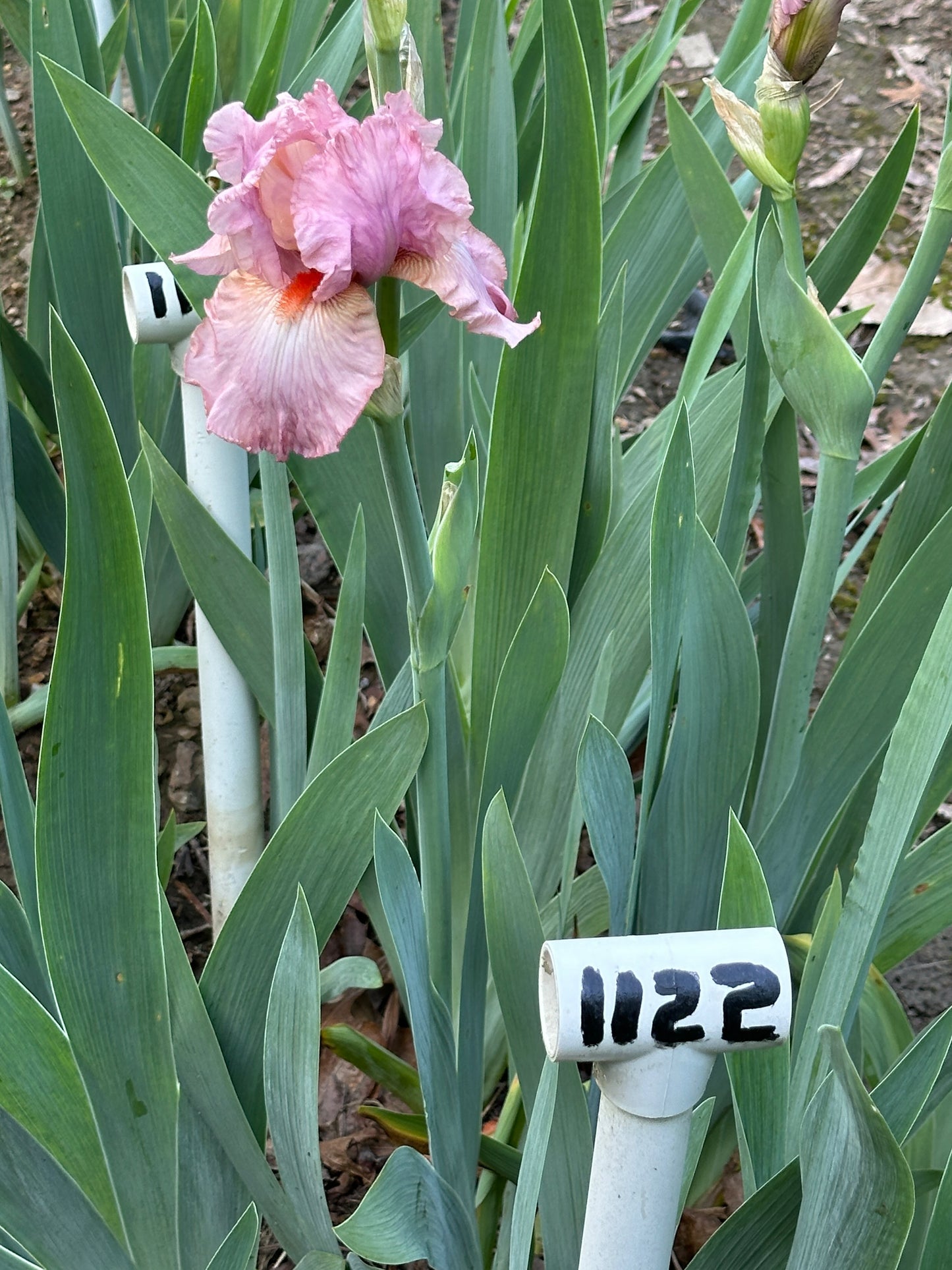 The flower Wanted - Tall Bearded Iris (TB)