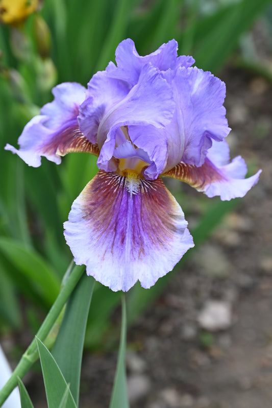 The flower Lights Camera Action - Tall Bearded Iris (TB)