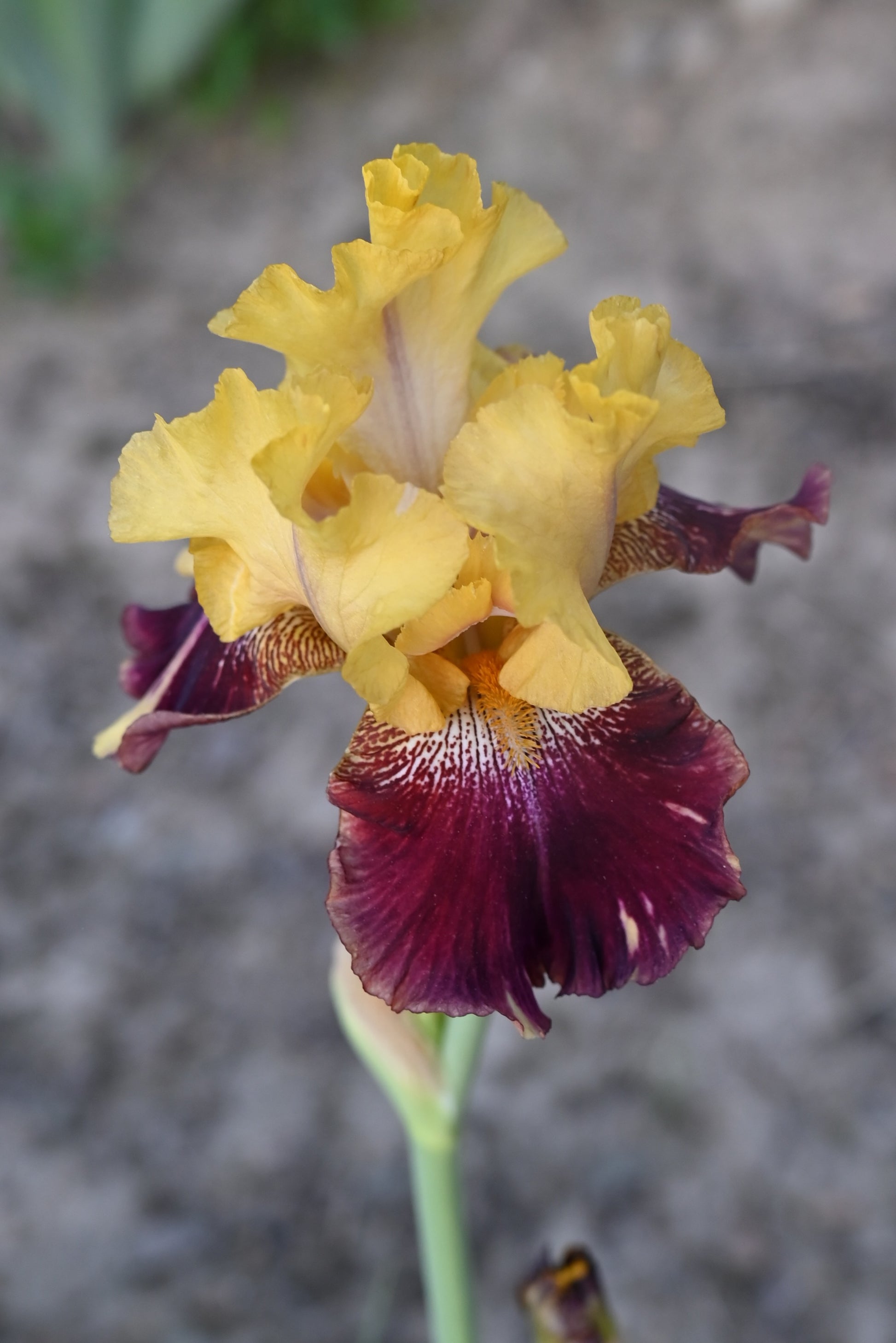 The flower Ziggy - Tall Bearded Iris (TB)