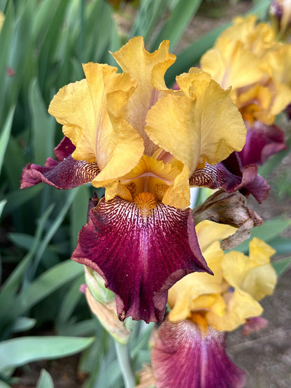 The flower Ziggy - Tall Bearded Iris (TB)