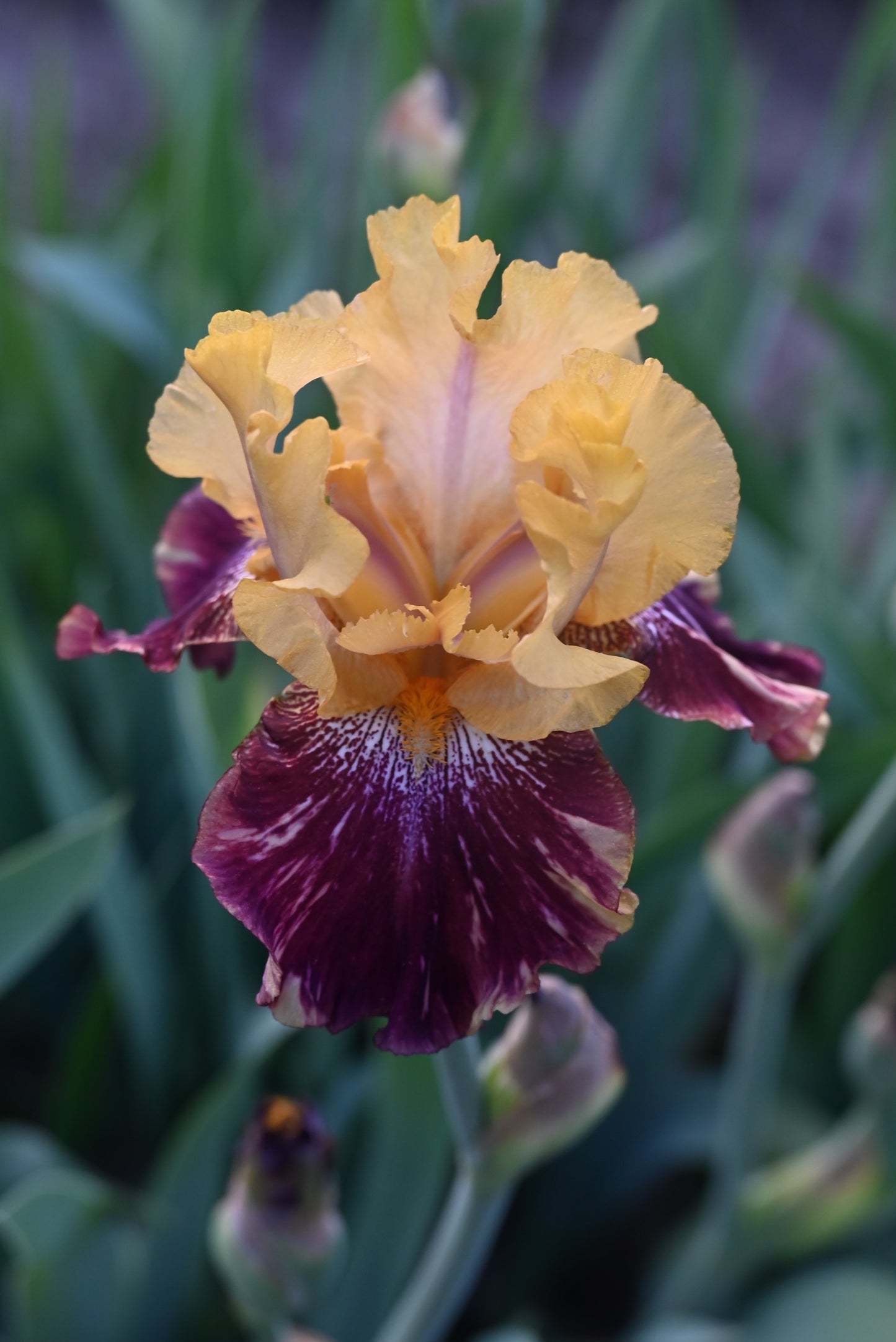 The flower Ziggy - Tall Bearded Iris (TB)