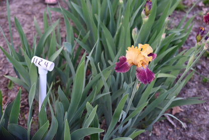 The flower Ziggy - Tall Bearded Iris (TB)