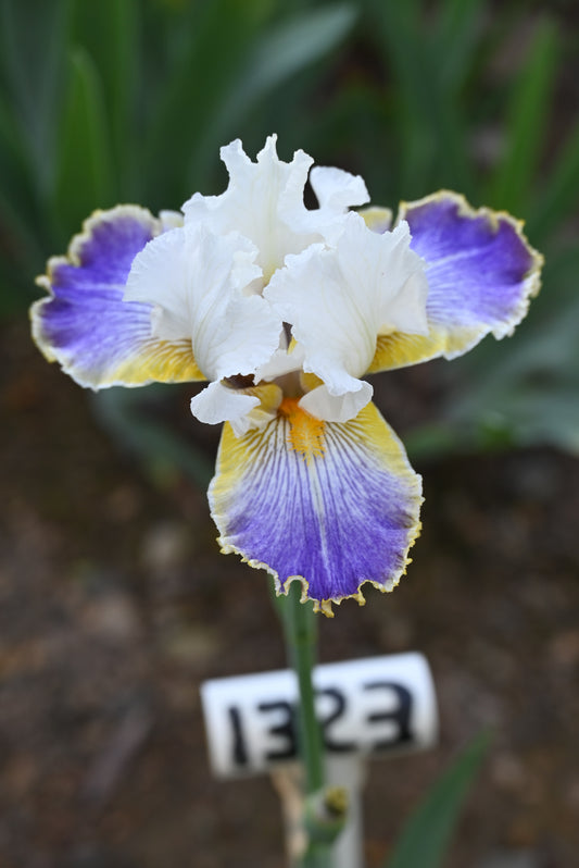 The flower Wild Angel - Tall Bearded Iris (TB)