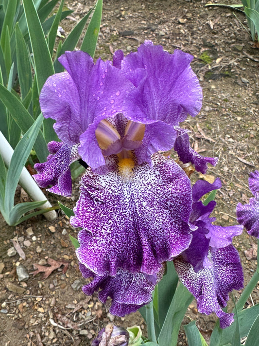 The flower Celestial Explosion - Tall Bearded Iris (TB)