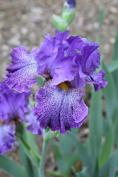 The flower Celestial Explosion - Tall Bearded Iris (TB)