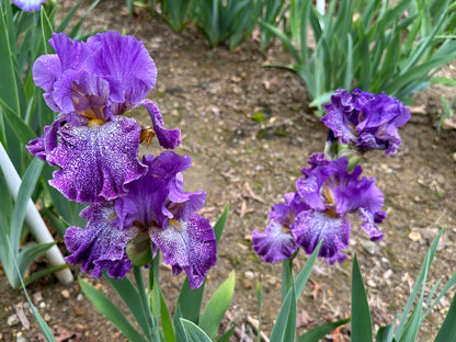 The flower Celestial Explosion - Tall Bearded Iris (TB)