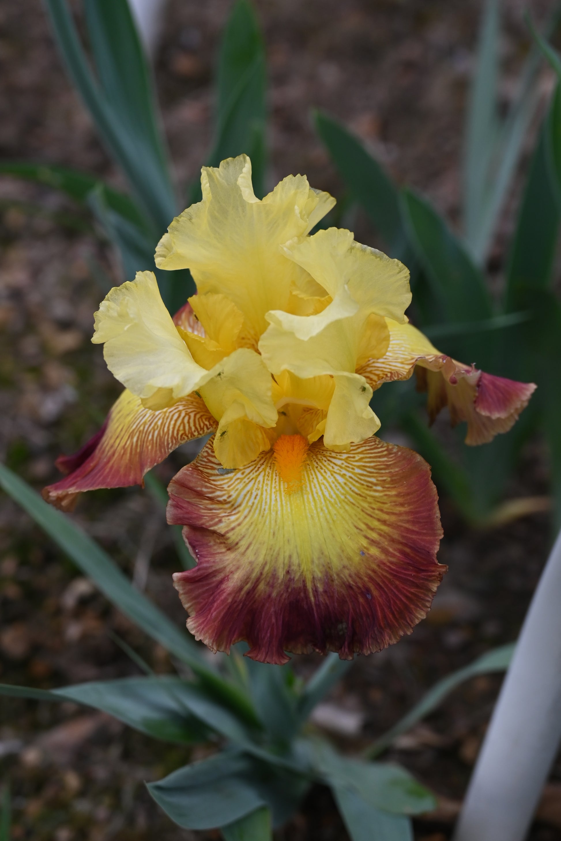 The flower Burst Of Glory - Tall Bearded Iris (TB)