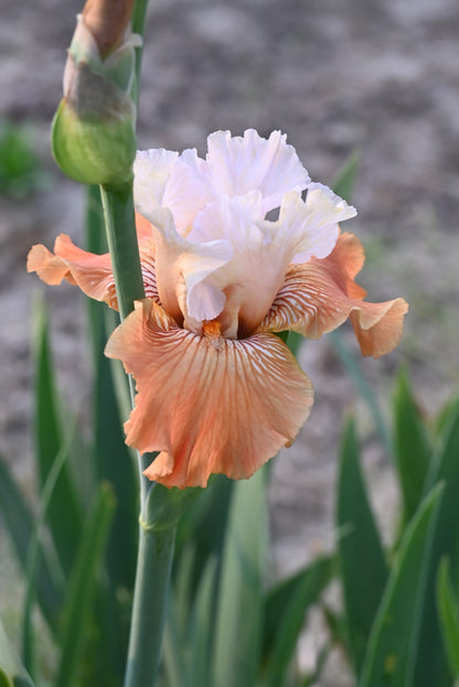 The flower Mandarin Morning - Tall Bearded Iris (TB)