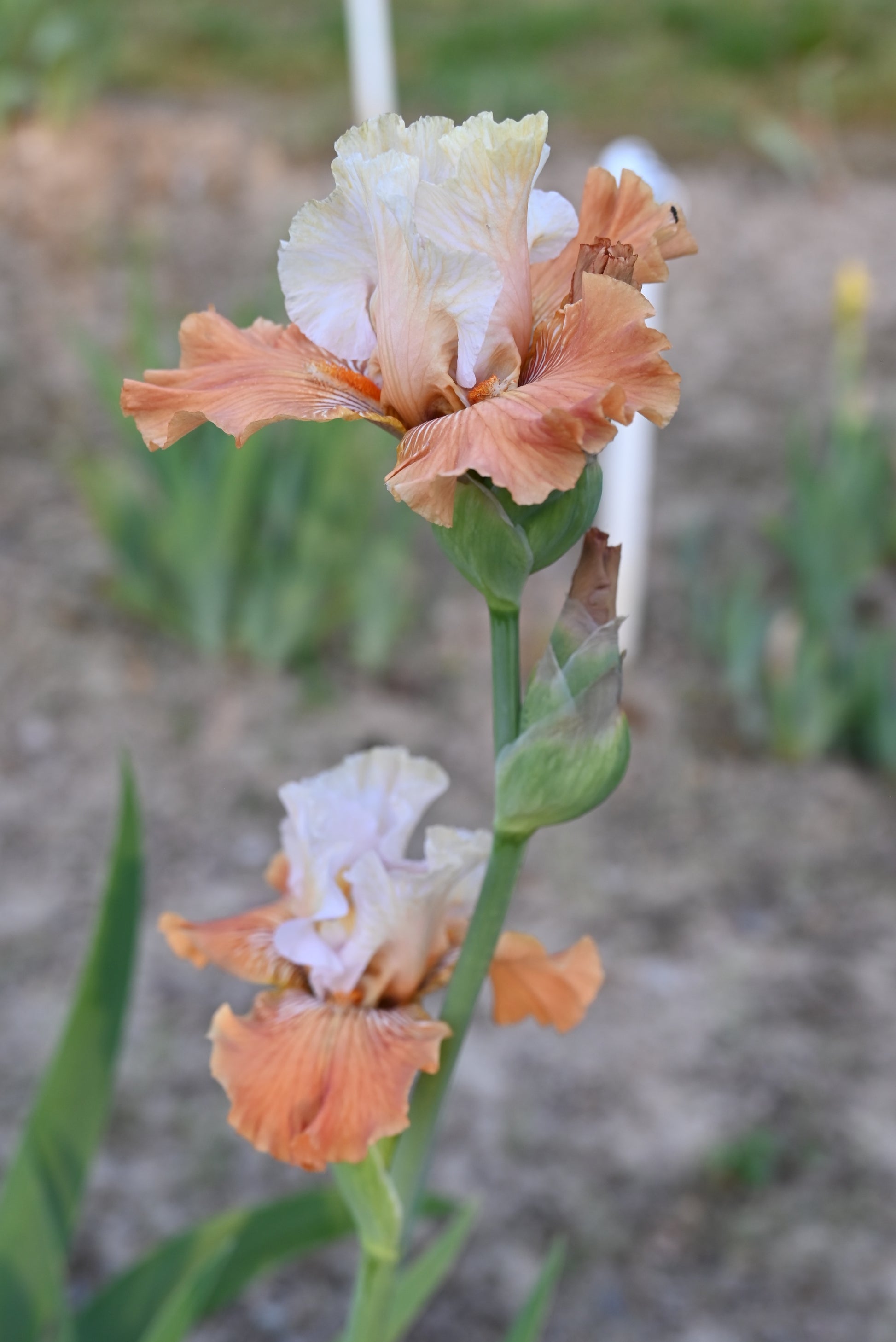 The flower Mandarin Morning - Tall Bearded Iris (TB)