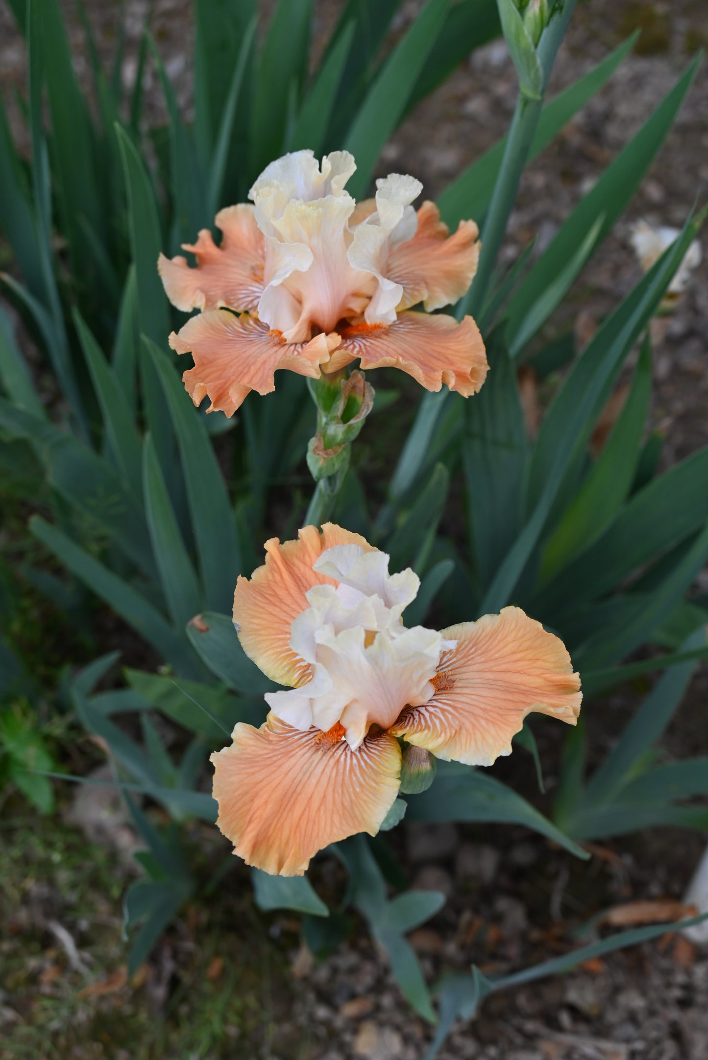 The flower Mandarin Morning - Tall Bearded Iris (TB)