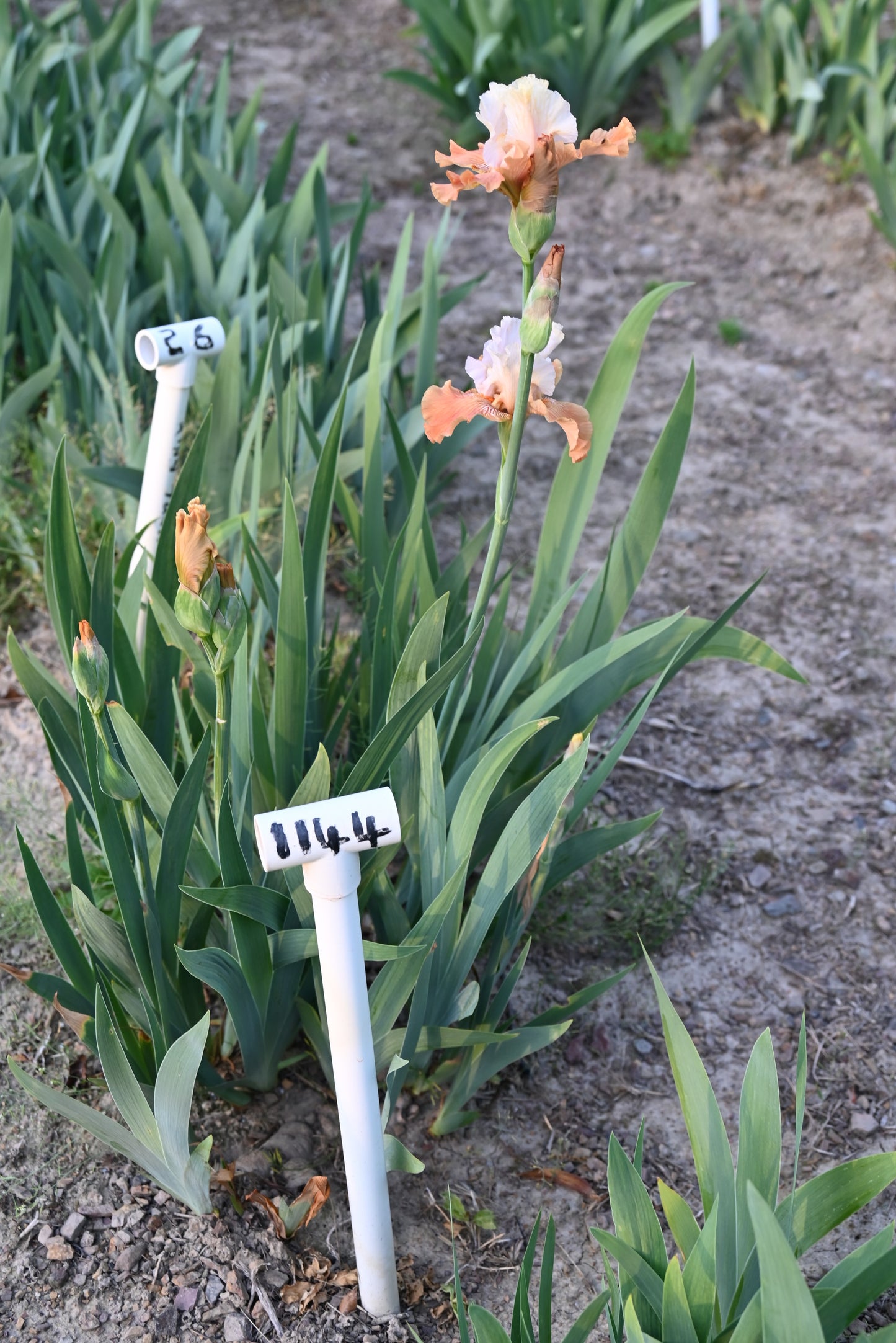 The flower Mandarin Morning - Tall Bearded Iris (TB)