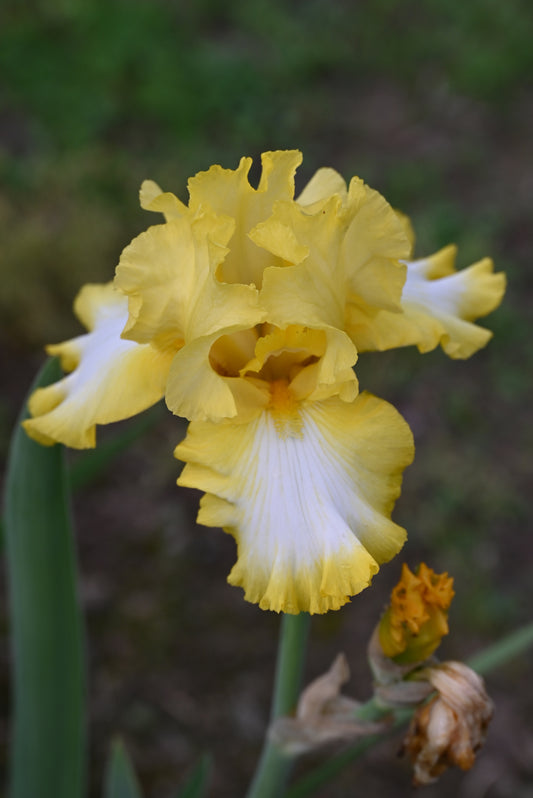 The flower Sunmaster - Tall Bearded Iris (TB)