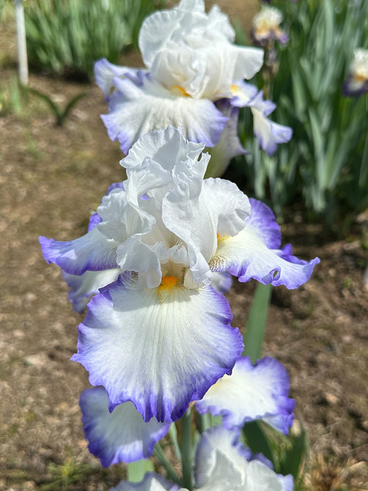 The flower Queen's Circle - Tall Bearded Iris (TB)