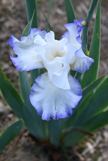 The flower Queen's Circle - Tall Bearded Iris (TB)