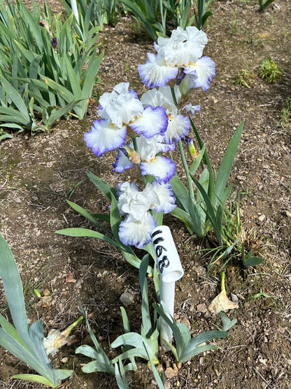 The flower Queen's Circle - Tall Bearded Iris (TB)