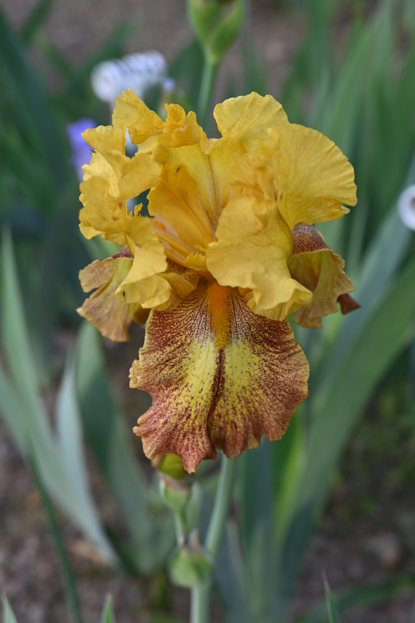 The flower Celtic Prince - Tall Bearded Iris (TB)