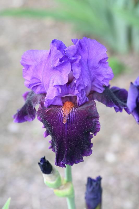 The flower Visiting Royalty - Tall Bearded Iris (TB)