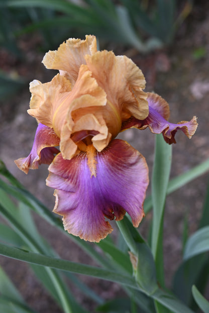 The flower Pheasant Feathers - Tall Bearded Iris (TB)