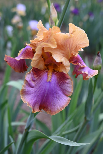 The flower Pheasant Feathers - Tall Bearded Iris (TB)