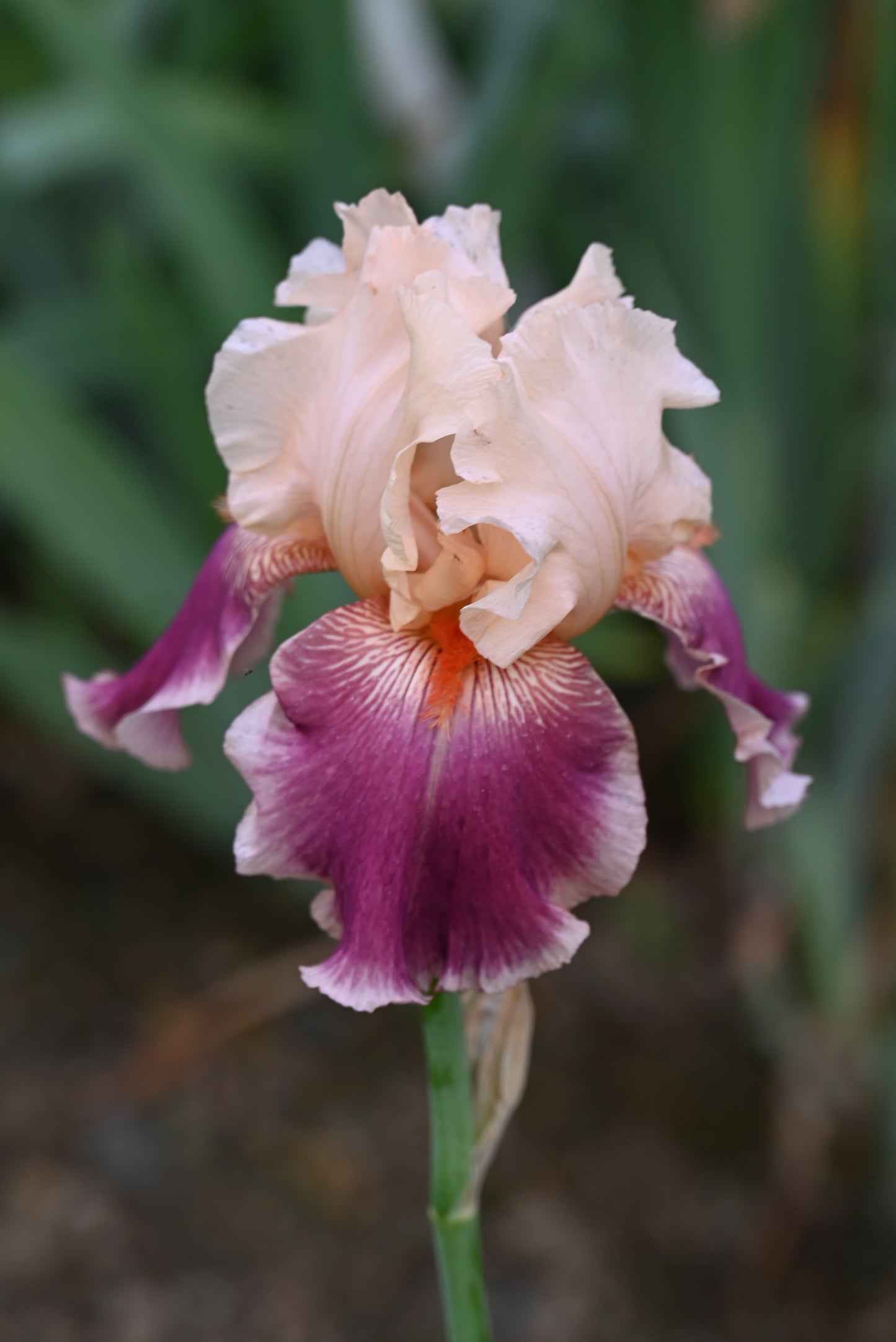 The flower Cherry Blossom Song - Tall Bearded Iris (TB)