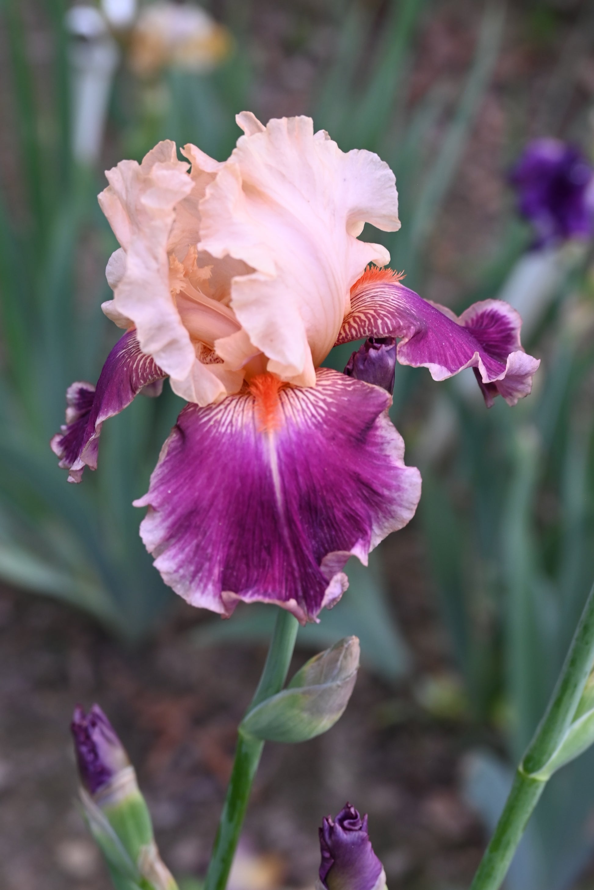 The flower Cherry Blossom Song - Tall Bearded Iris (TB)