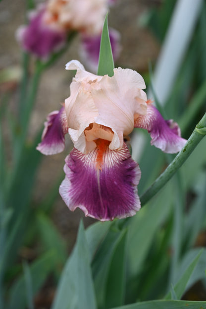 The flower Cherry Blossom Song - Tall Bearded Iris (TB)