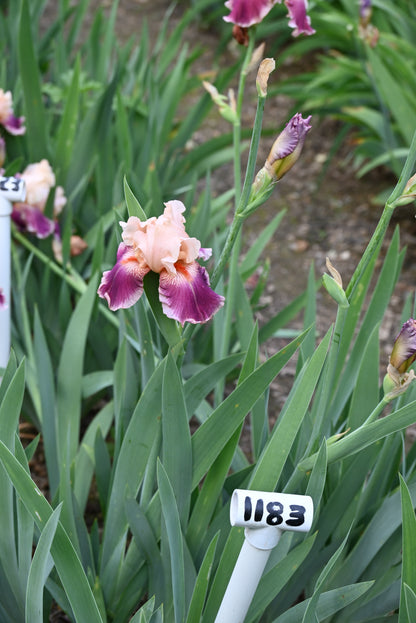 The flower Cherry Blossom Song - Tall Bearded Iris (TB)