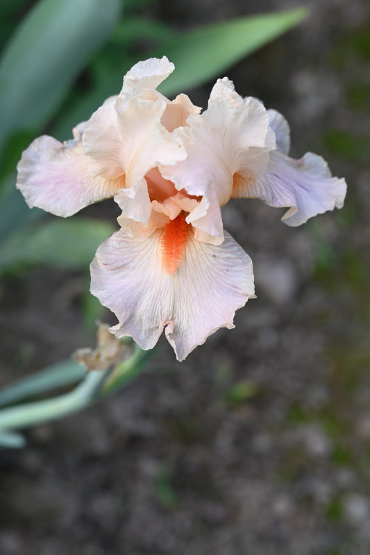 The flower Sing In Harmony - Tall Bearded Iris (TB)