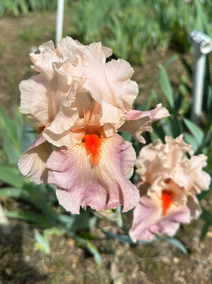 The flower Sing In Harmony - Tall Bearded Iris (TB)