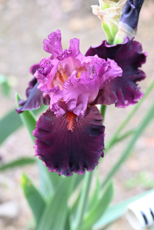 The flower Up In Flames - Tall Bearded Iris (TB)