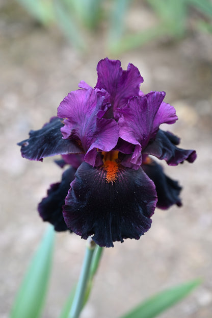 The flower Up In Flames - Tall Bearded Iris (TB)