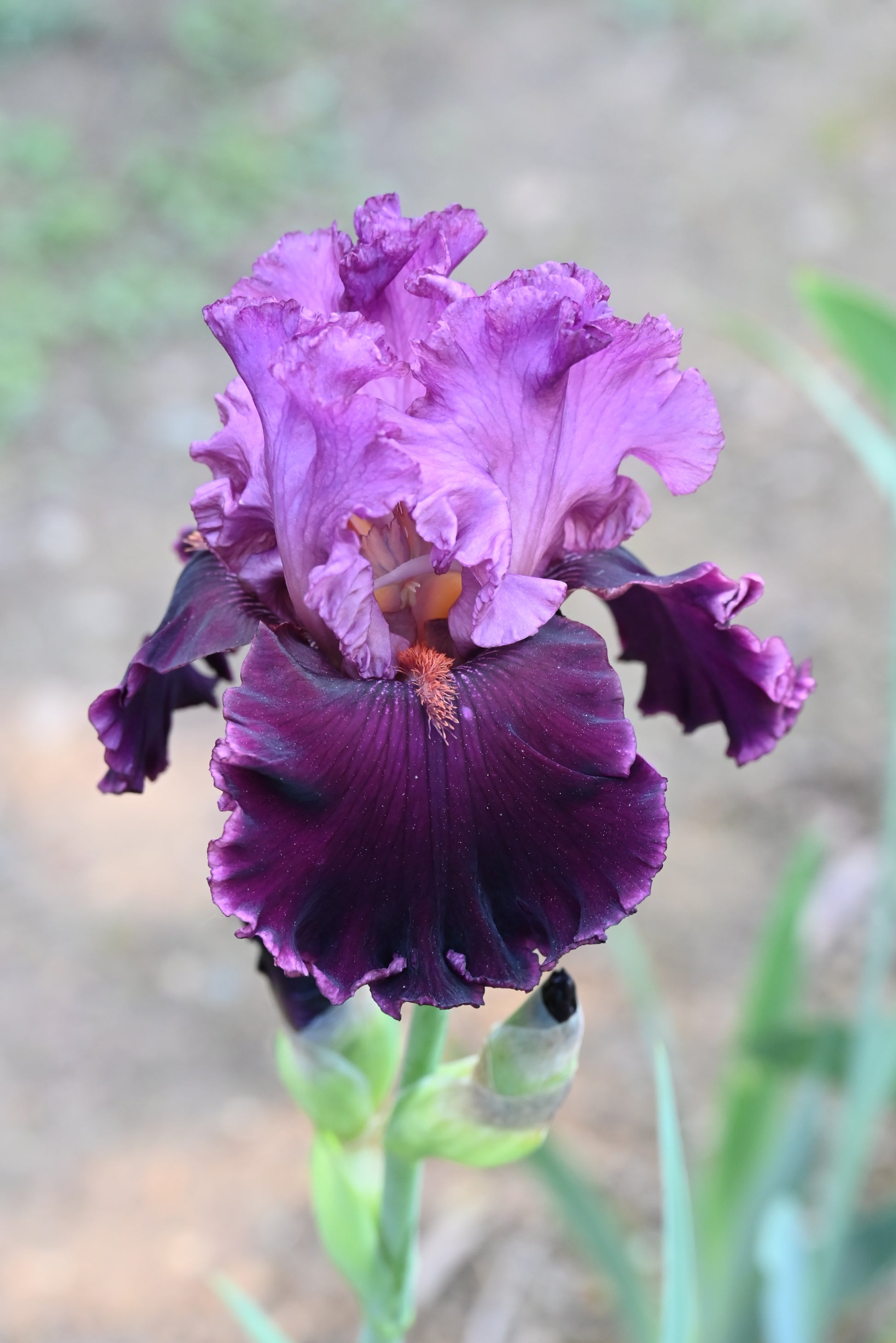 The flower Up In Flames - Tall Bearded Iris (TB)