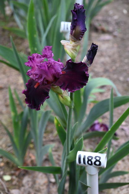 The flower Up In Flames - Tall Bearded Iris (TB)