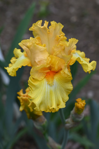 The flower Hello Happiness - Tall Bearded Iris (TB)