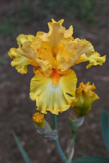 The flower Hello Happiness - Tall Bearded Iris (TB)