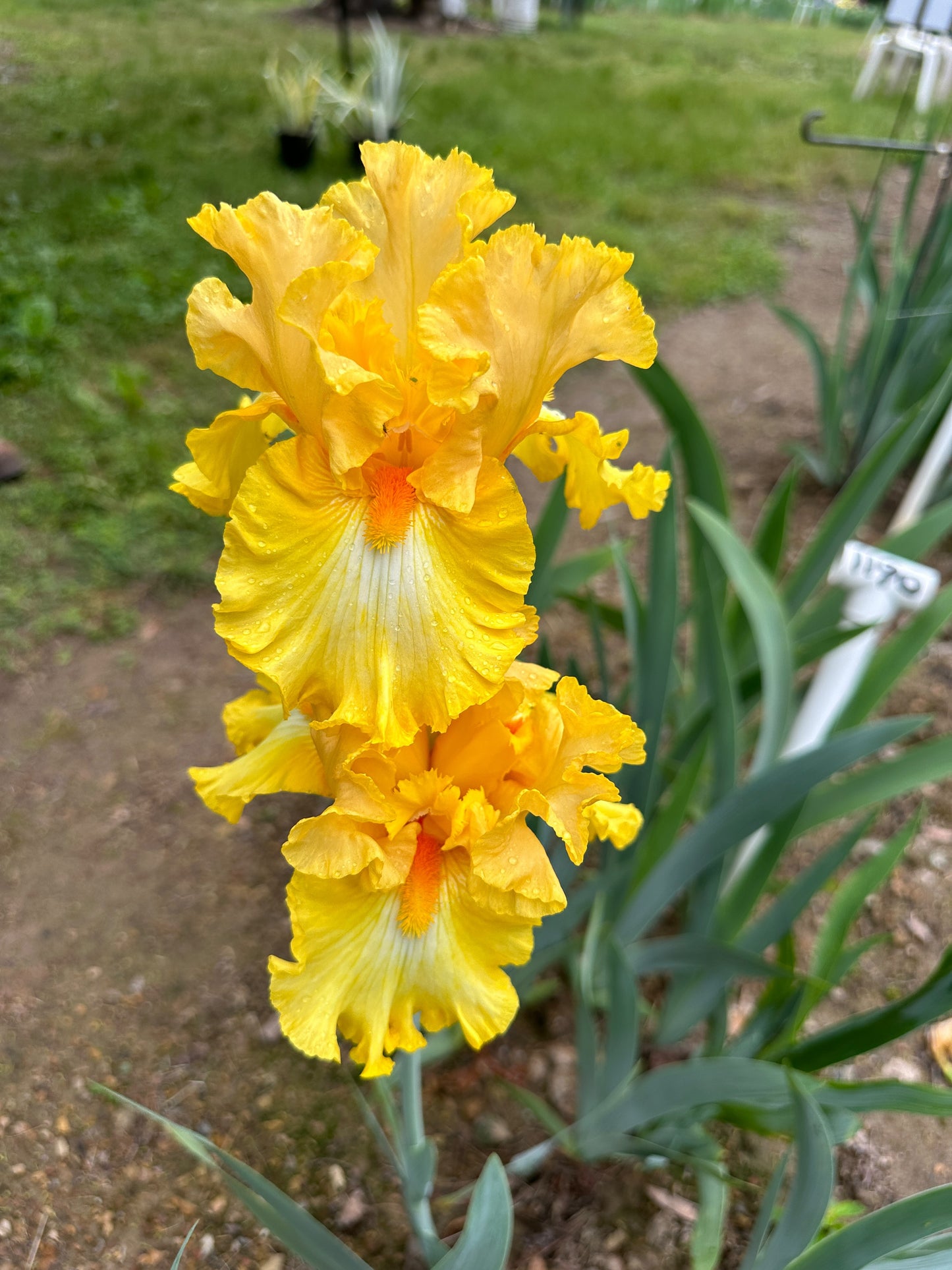 The flower Hello Happiness - Tall Bearded Iris (TB)