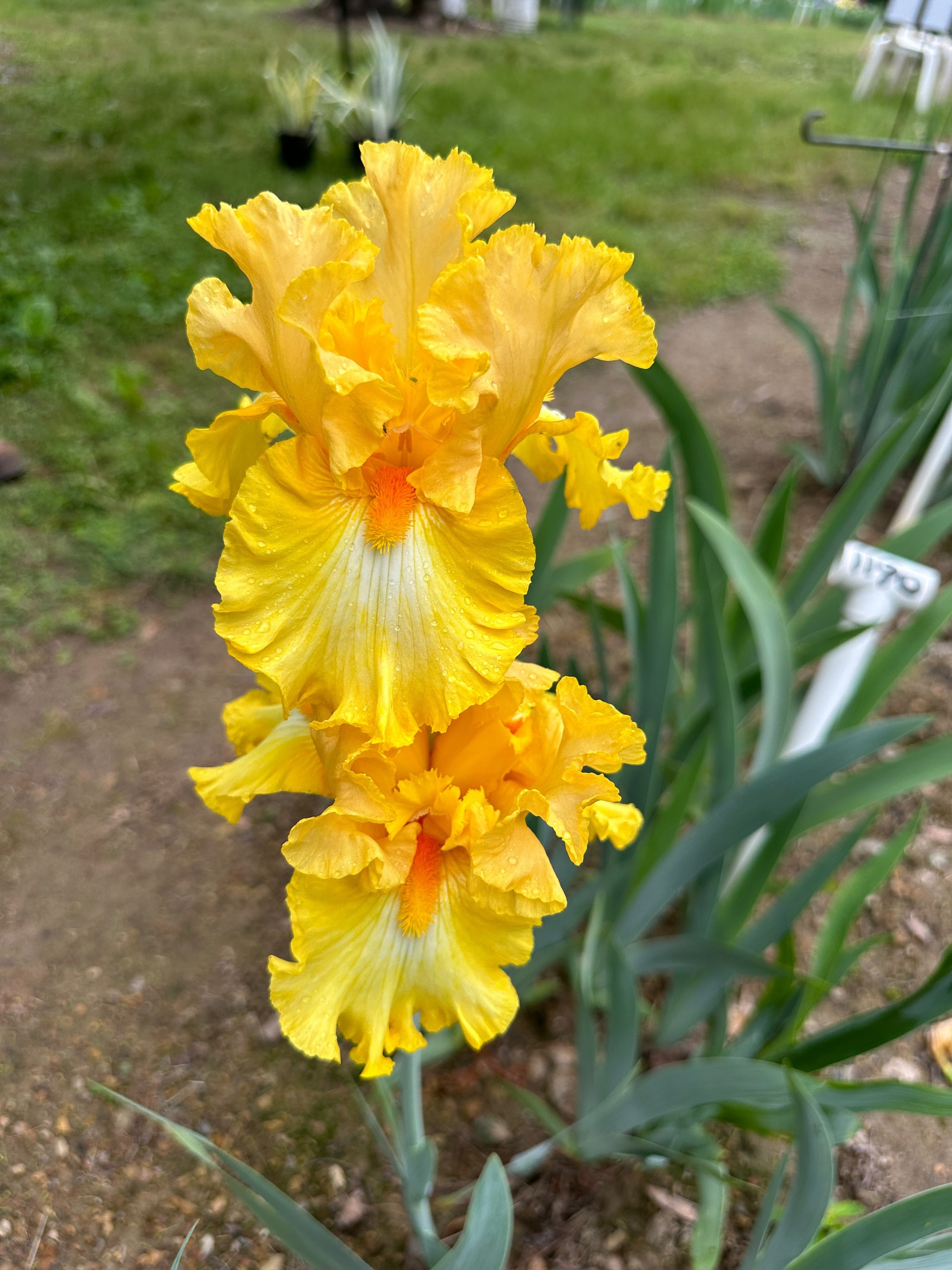 The flower Hello Happiness - Tall Bearded Iris (TB)