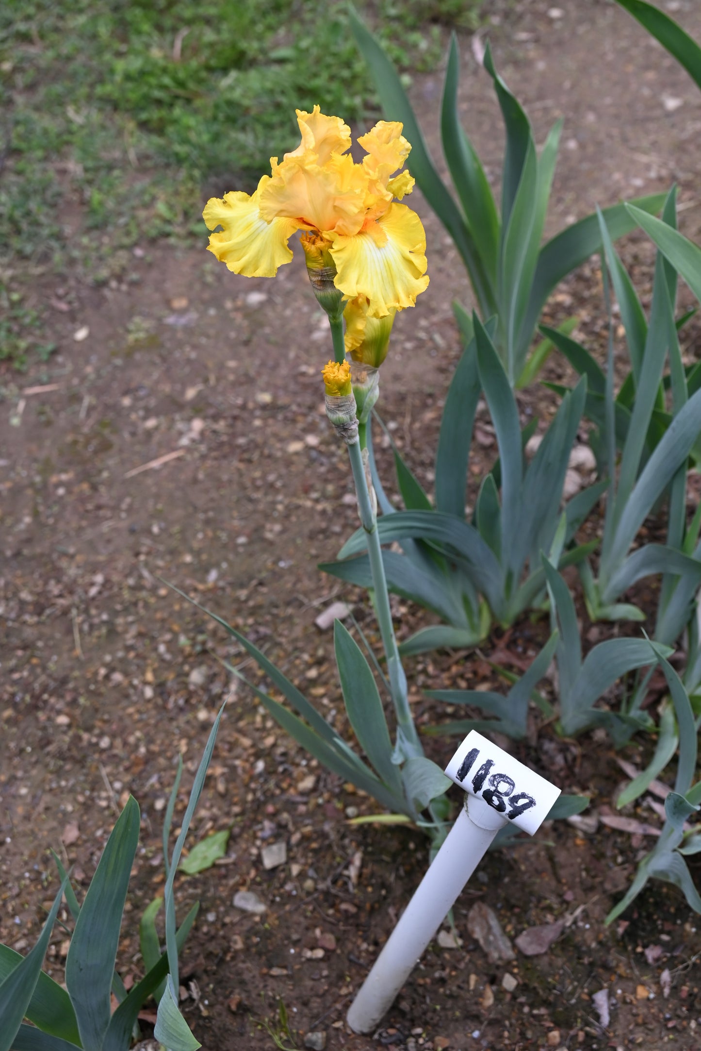 The flower Hello Happiness - Tall Bearded Iris (TB)