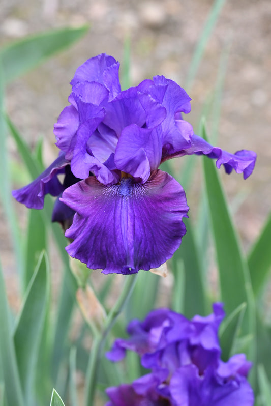 The flower Don't Touch - Tall Bearded Iris (TB)