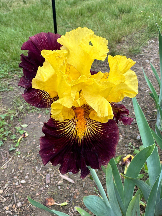 The flower Pirate Ahoy - Tall Bearded Iris (TB)