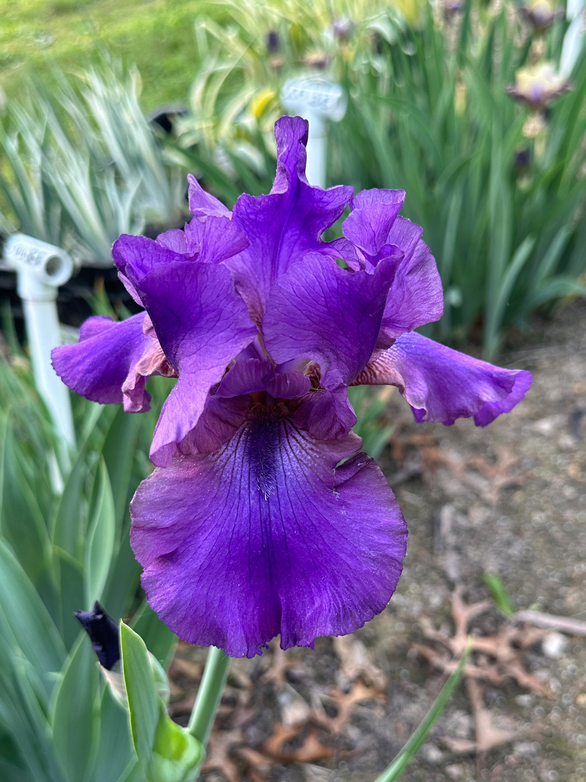 The flower Star Challenger - Tall Bearded Iris (TB)