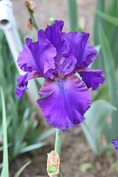 The flower Star Challenger - Tall Bearded Iris (TB)