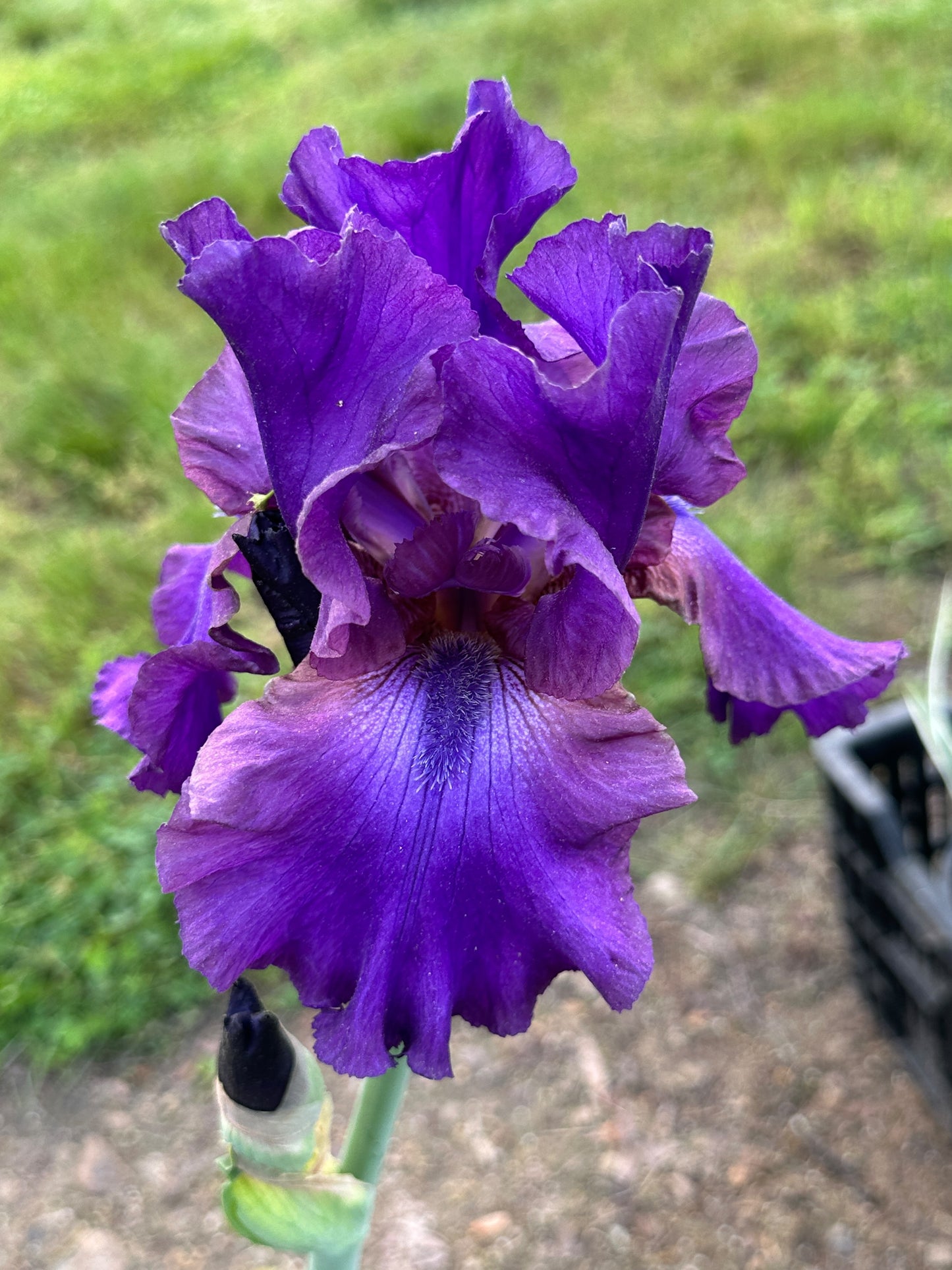 The flower Star Challenger - Tall Bearded Iris (TB)